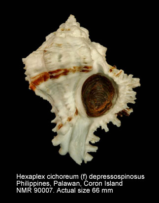 Hexaplex cichoreum (f) depressospinosus.jpg - Hexaplex cichoreum (f) depressospinosus (Dunker,1869)